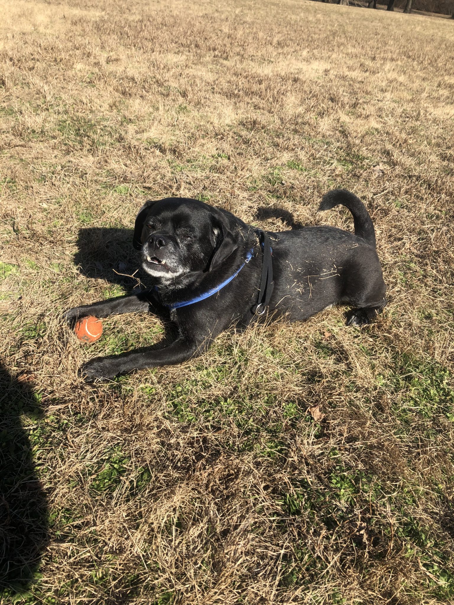 black dog luing in grassy fiels