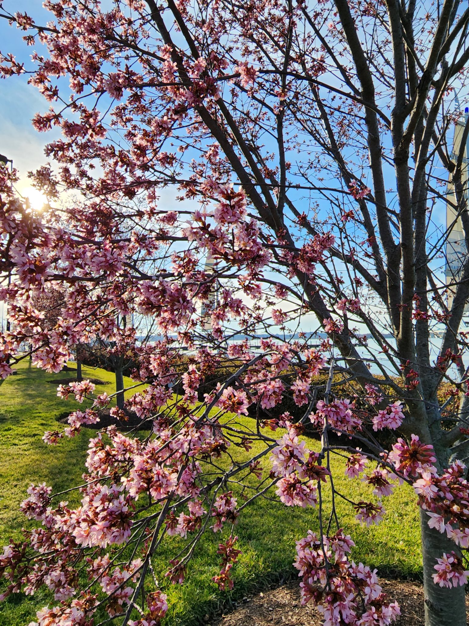 Cherry trees at National Harbor mid-February 2023. (Photo: National Harbor)