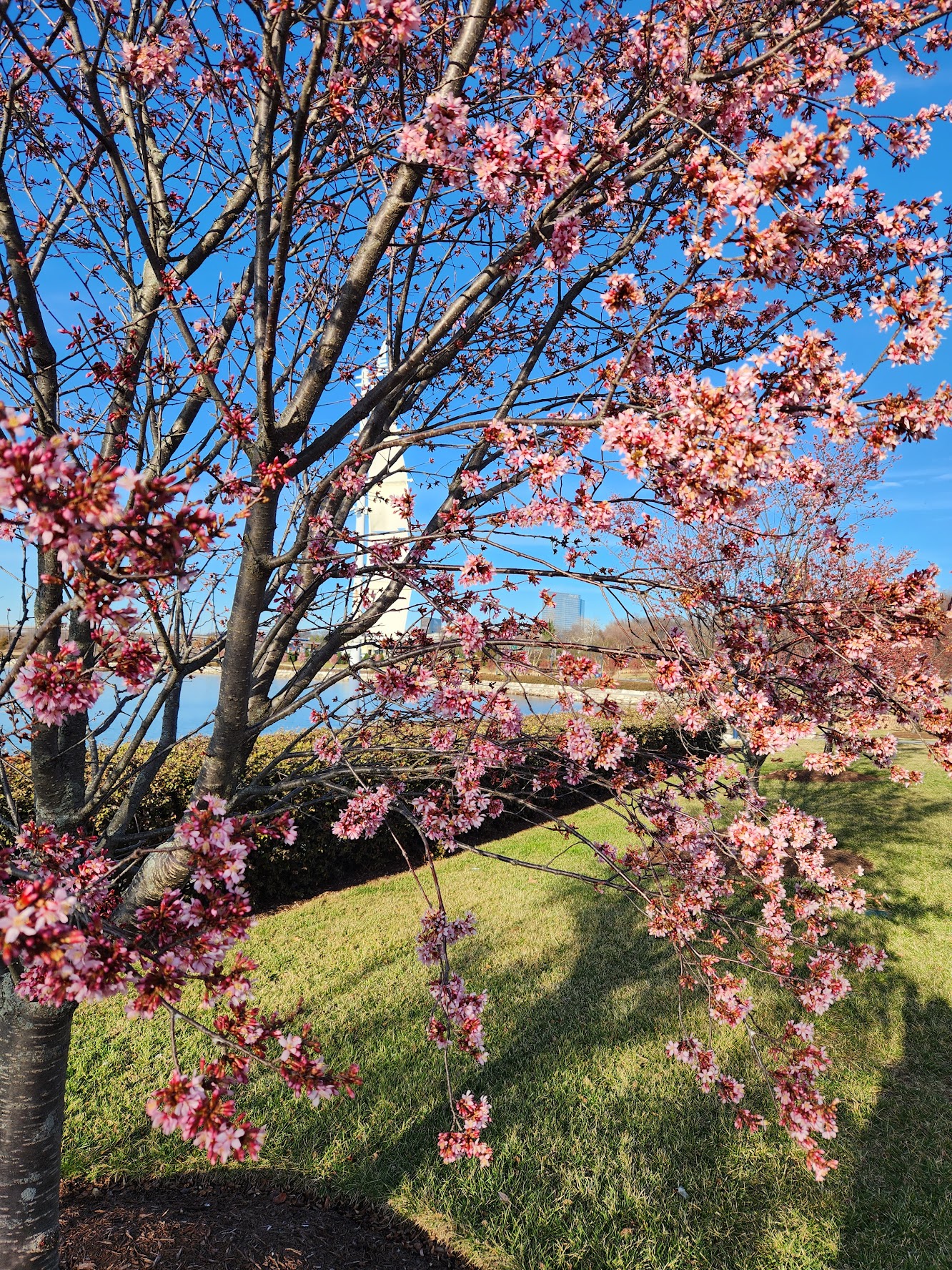 National Cherry Blossom Festival 2023 - National Harbor