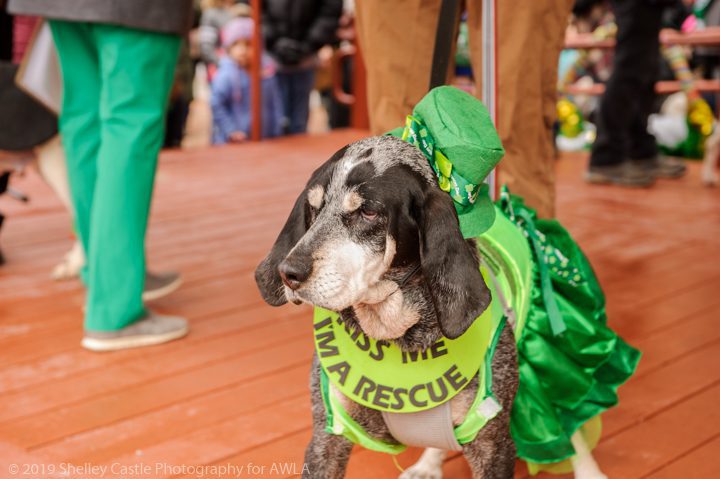 George Mason Dog Jersey