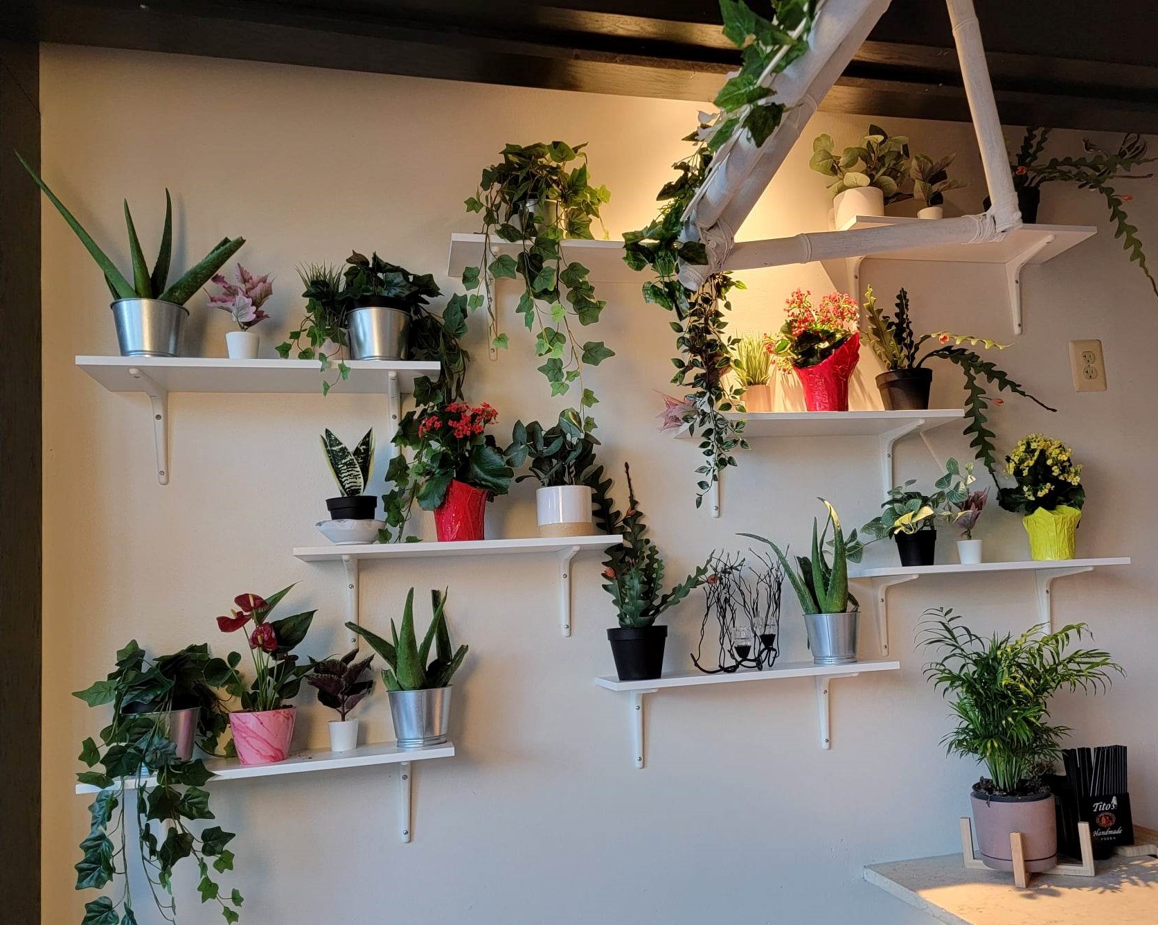 Plants line the walls at BARtanical, the new popup bar in Del Ray area of Alexandria, Virginia. (Photo: Debby Critchley)