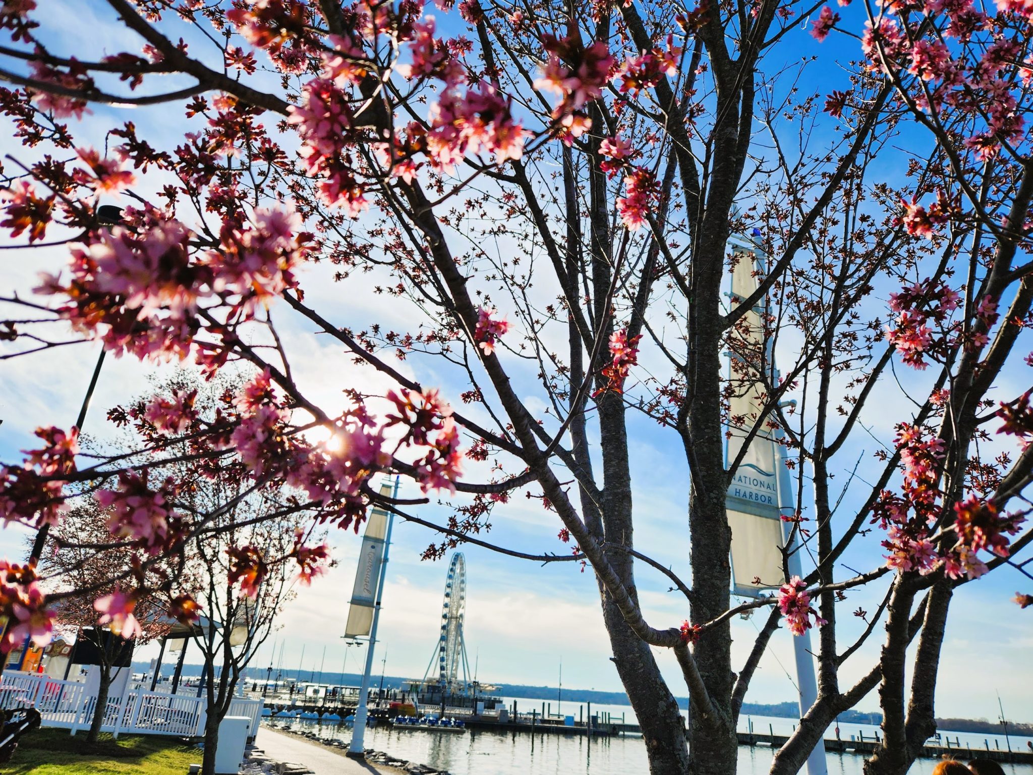 Cold weather at the National Cherry Blossom Festival