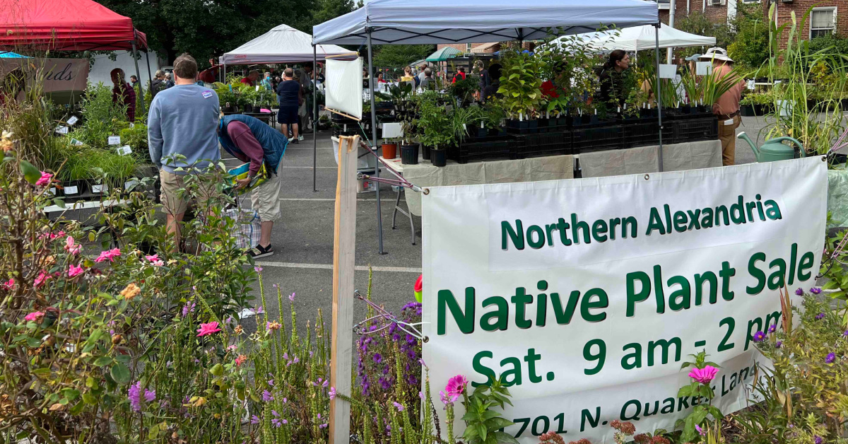 Northern alexandria native plant deals sale