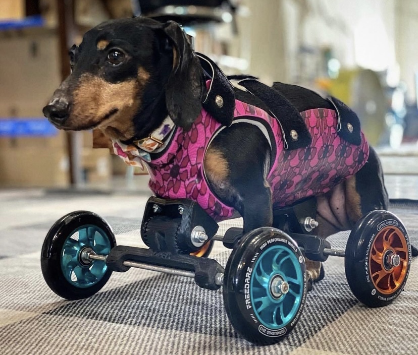disabled dachsund on four-wheel scooter