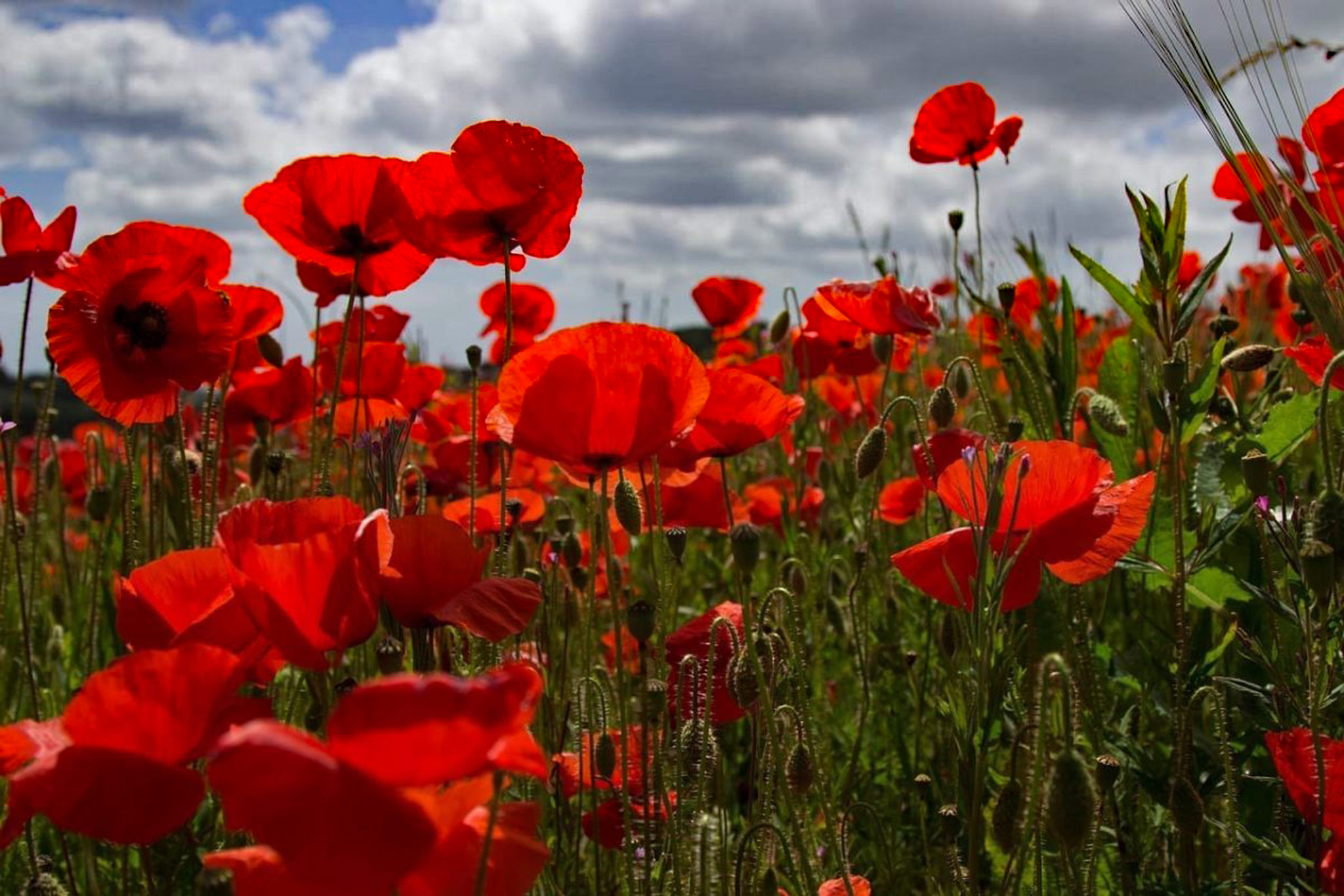 Why the Red Poppy Became a Symbol of Remembrance