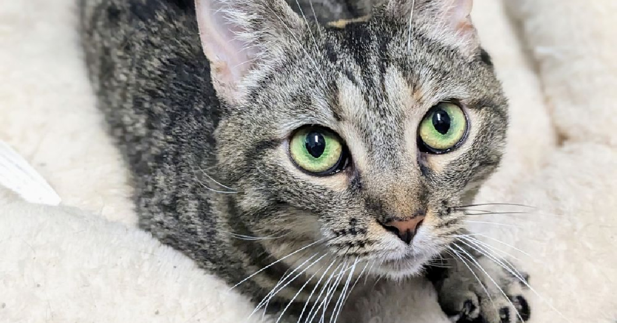 grey tabby with green eyes