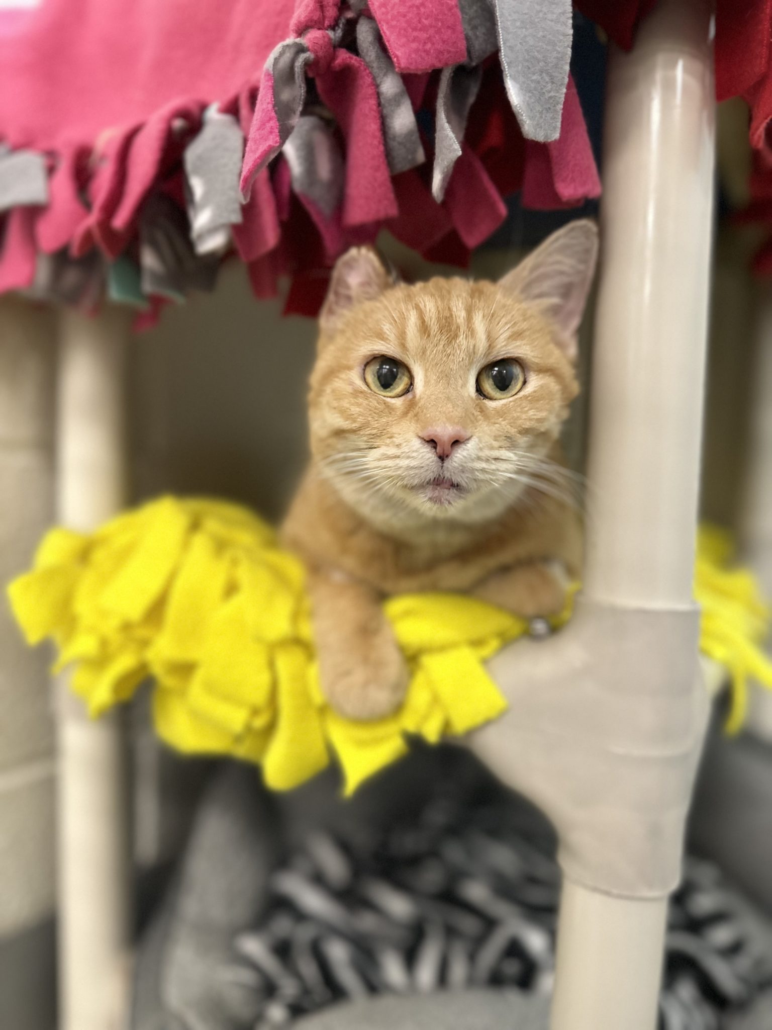Orange tabby cat on yellow blanket looking right at camera.