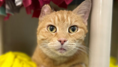 Orange tabby cat looking right at camera.