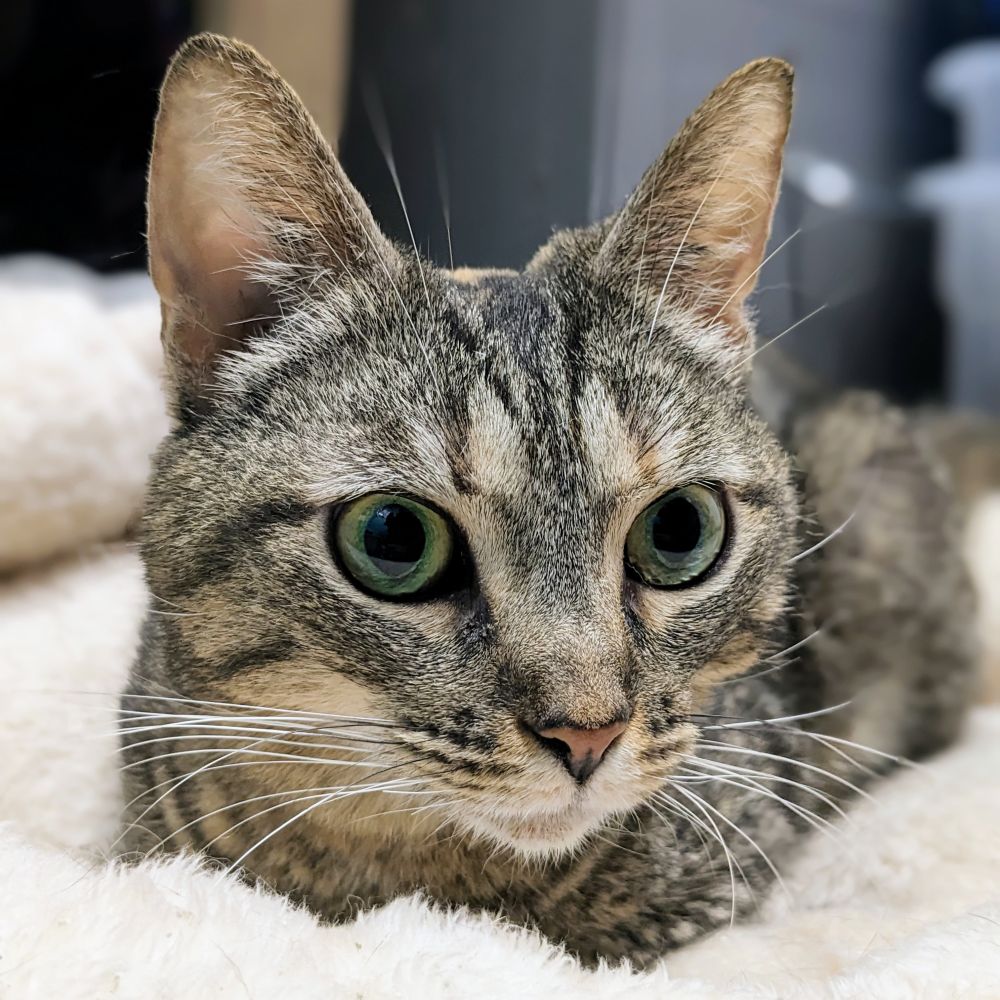 grey tabby with green eyes