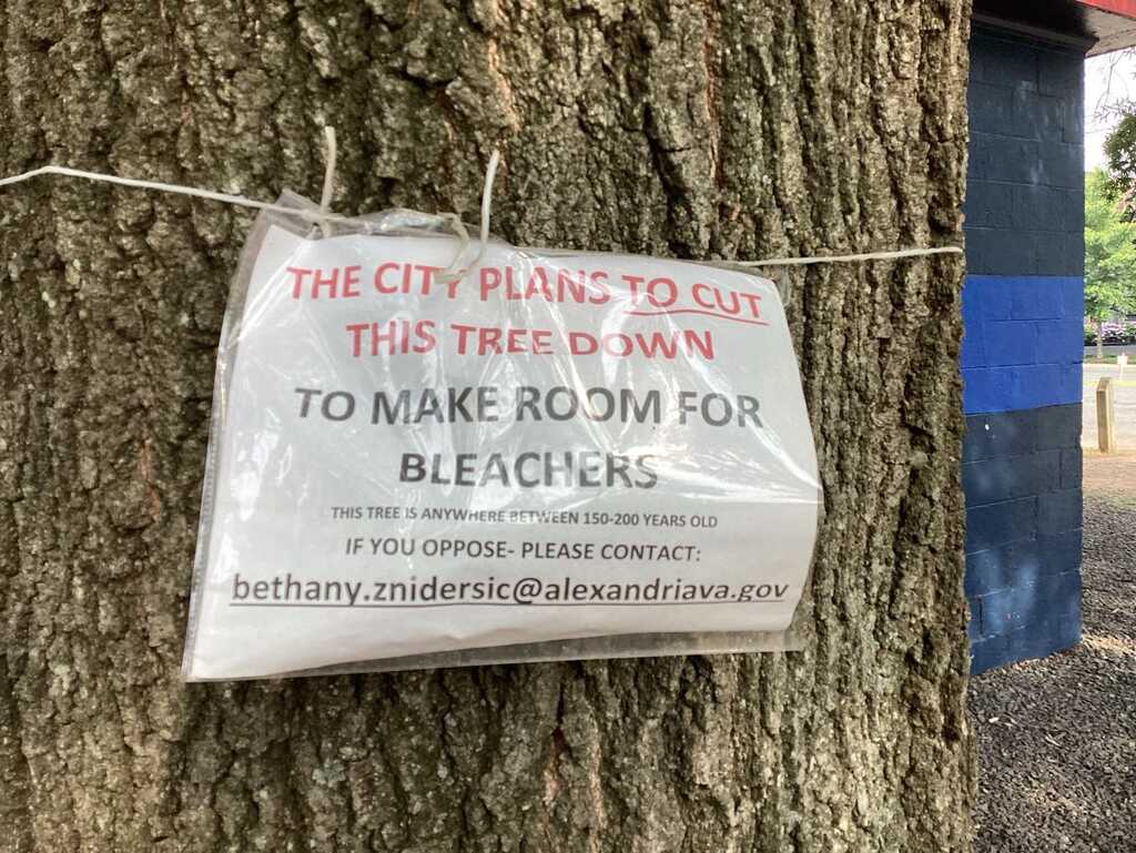 Sign on tree says this tree will be cut down to make room for bleachers