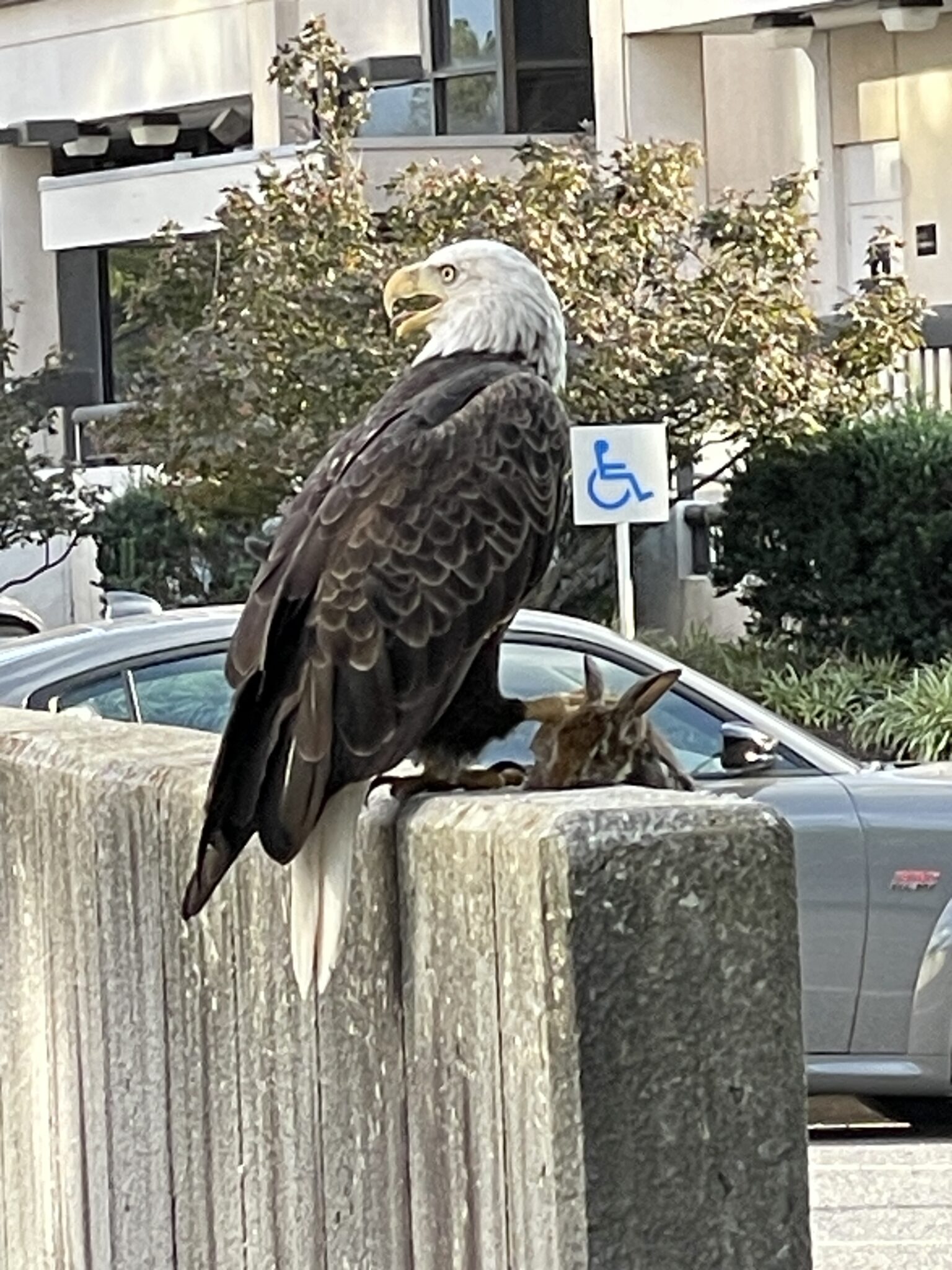 Bald eagle holding rabbit in its talons in downtown Arlington, Virginia. (Photo: Eli Tucker)