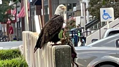 Bald eagle holding rabbit in its talons in downtown Arlington, Virginia. (Photo: Eli Tucker)