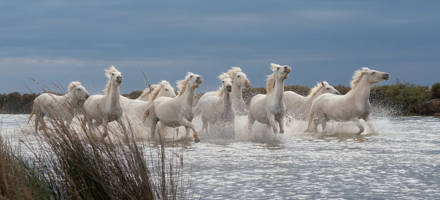 White Horses in Southern France in the coastal waters at dawn run toward the camera. (Photo: Karen Davis)