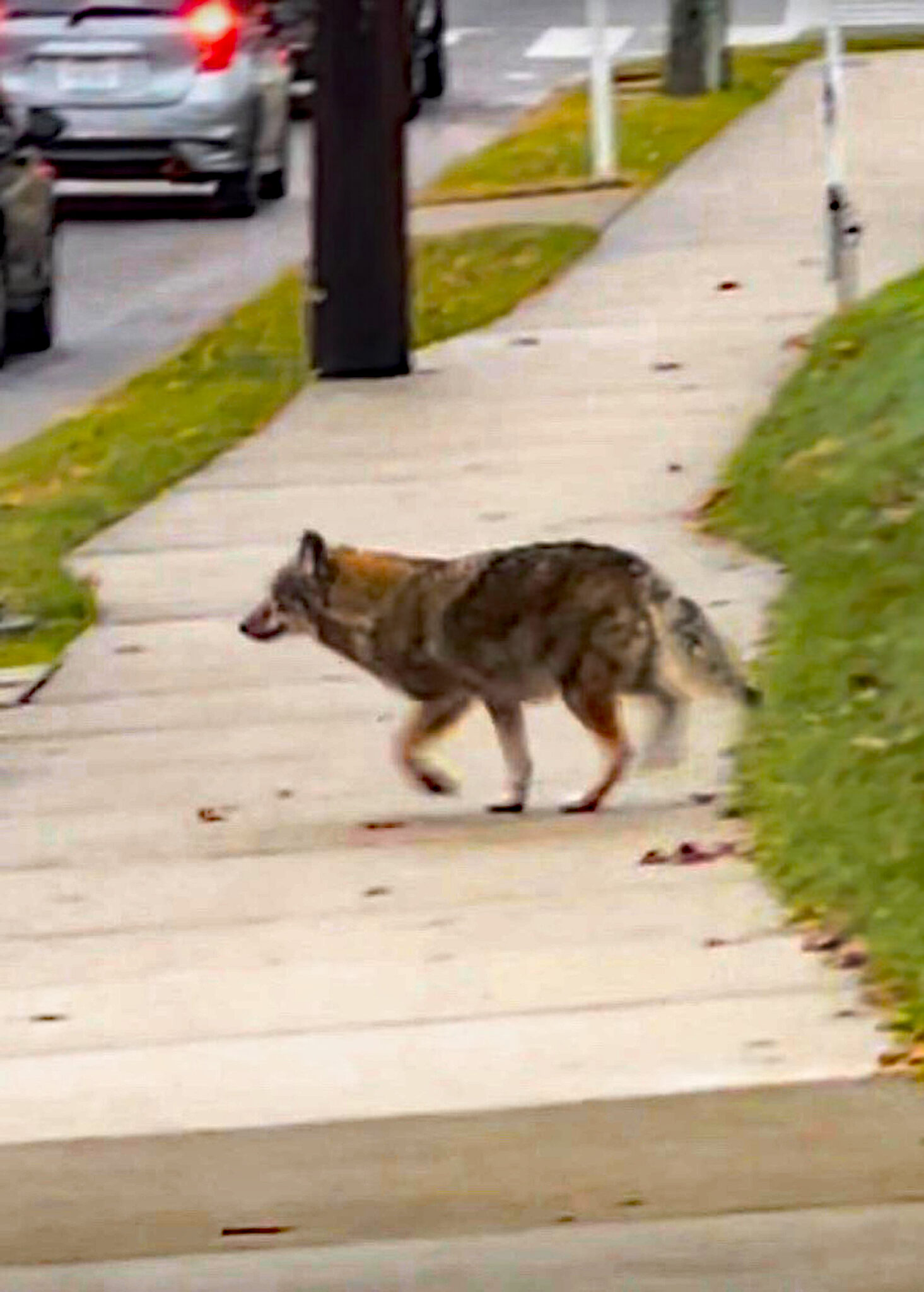 Two more coyotes caught in Winter Park