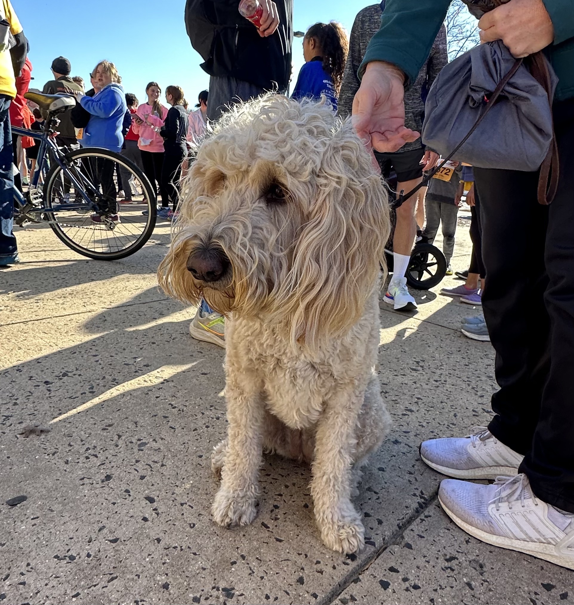 Beige long-eared fluffy dog at 5k Alexandria Turkey Trot.