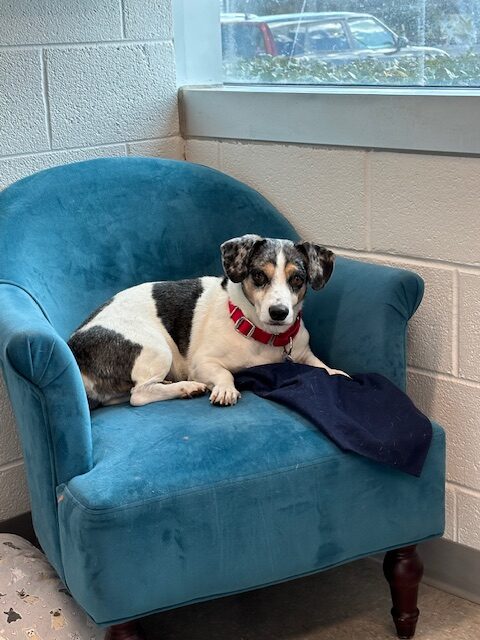 Black and brown and white little dog on a blue chair.