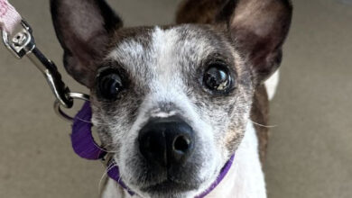 Little black and white dog looking up into camera.