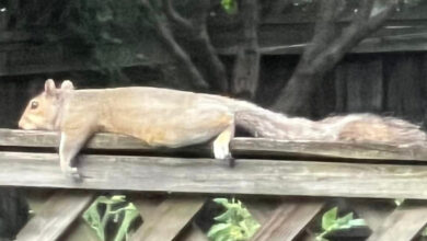 Squirrel laying flat on his stomach on top of fence