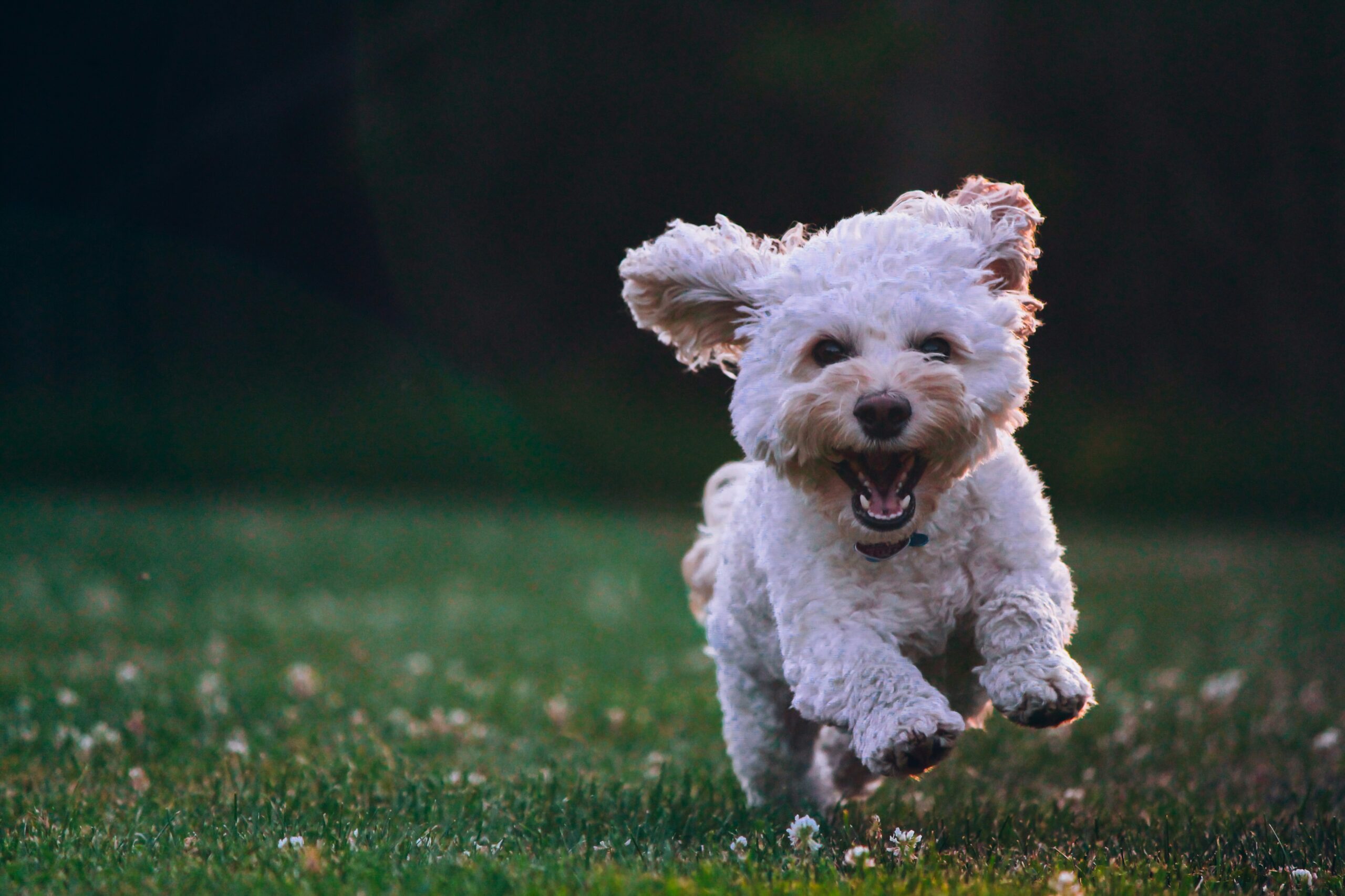 dog running dog running
