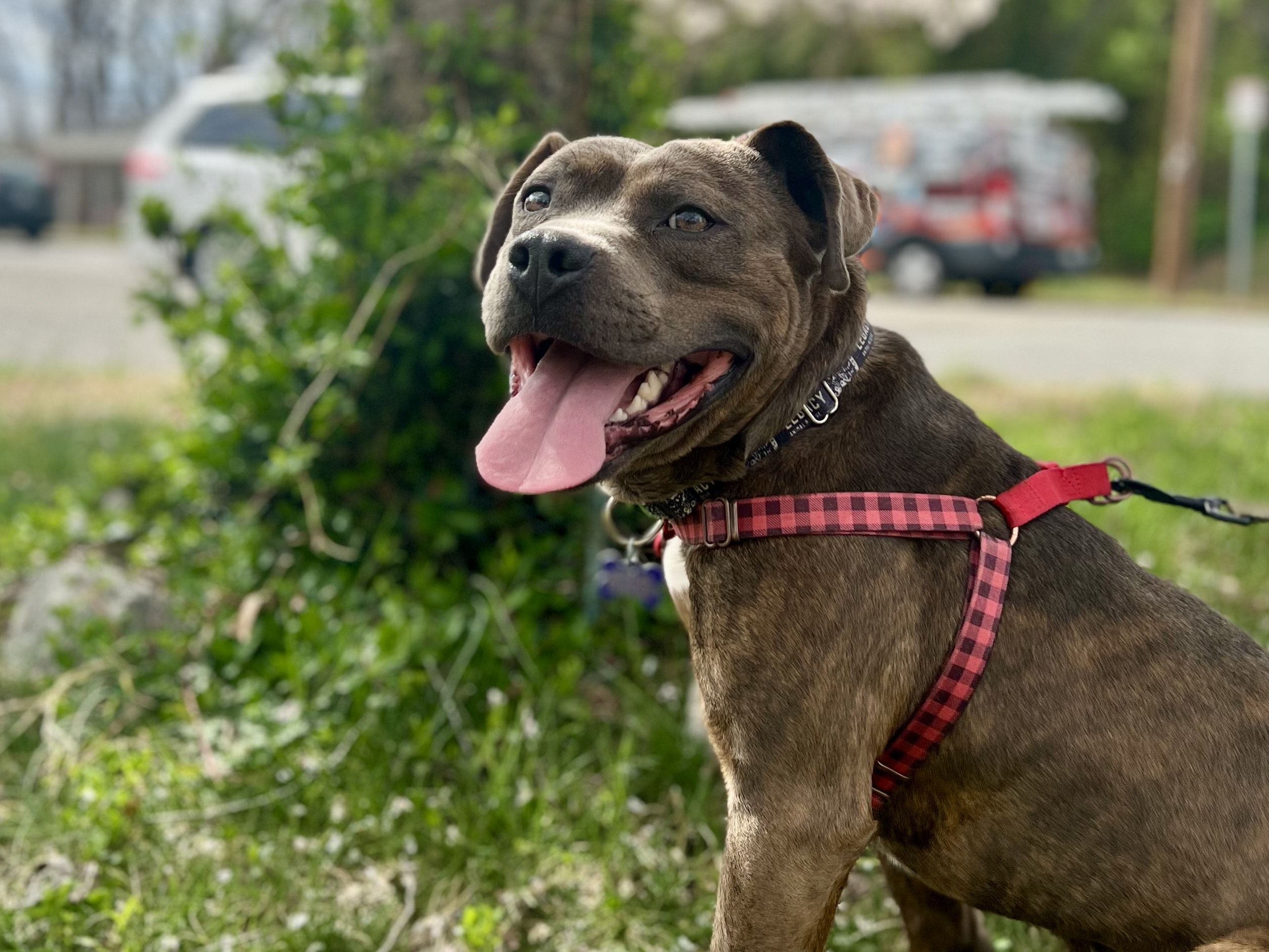 Meet Jet from Laila's Legacy Animal Rescue IMG 0070