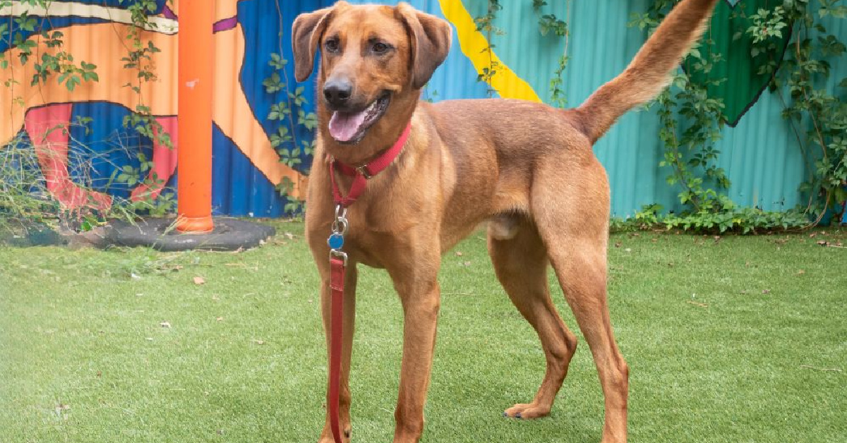 Rocco AWLA Pet Profile Aug 28 2025 FI