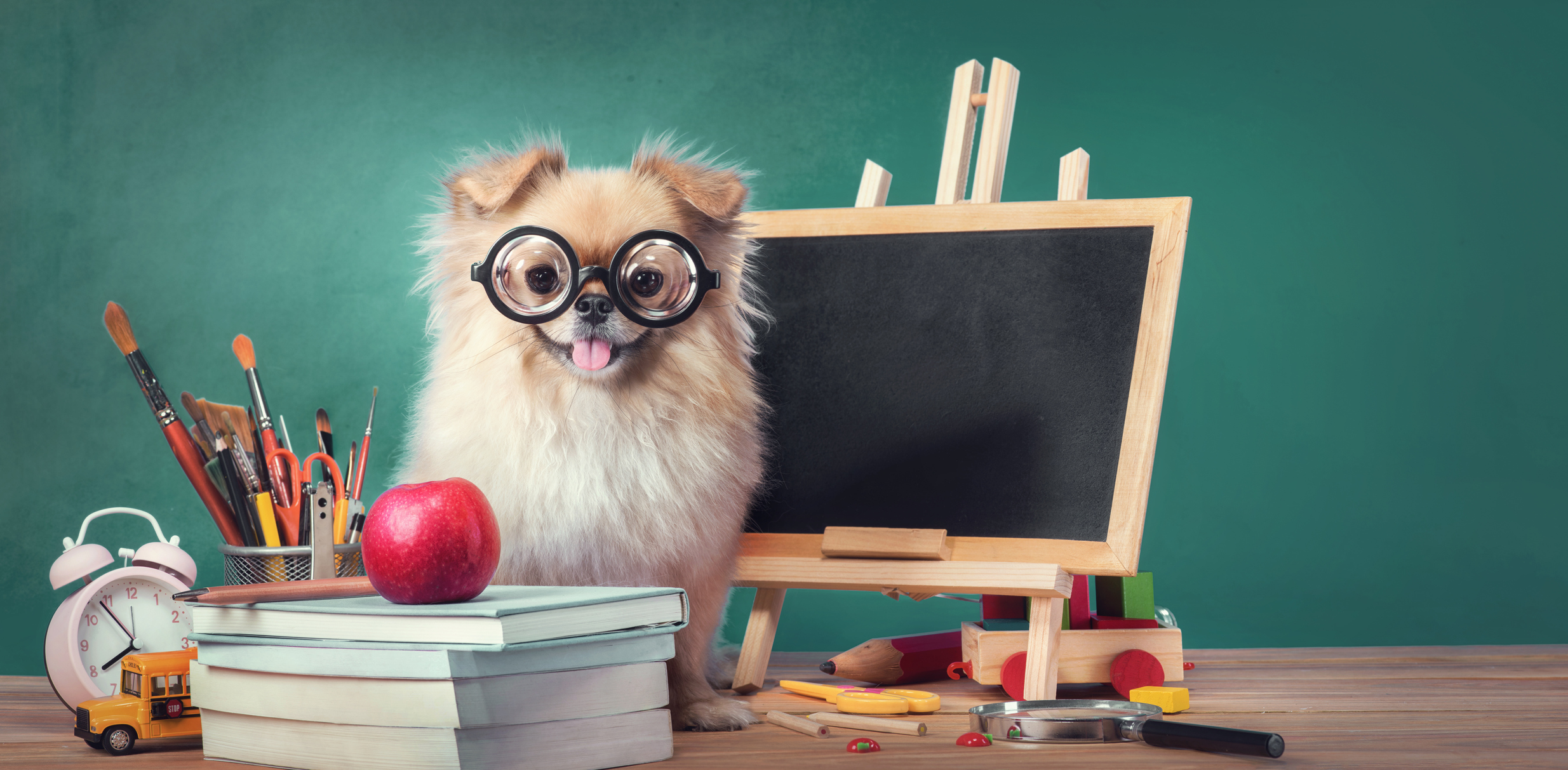 Education, Back to School concept with Cute puppies Pomeranian Mixed breed Pekingese dog Photo Credit: iStock panom