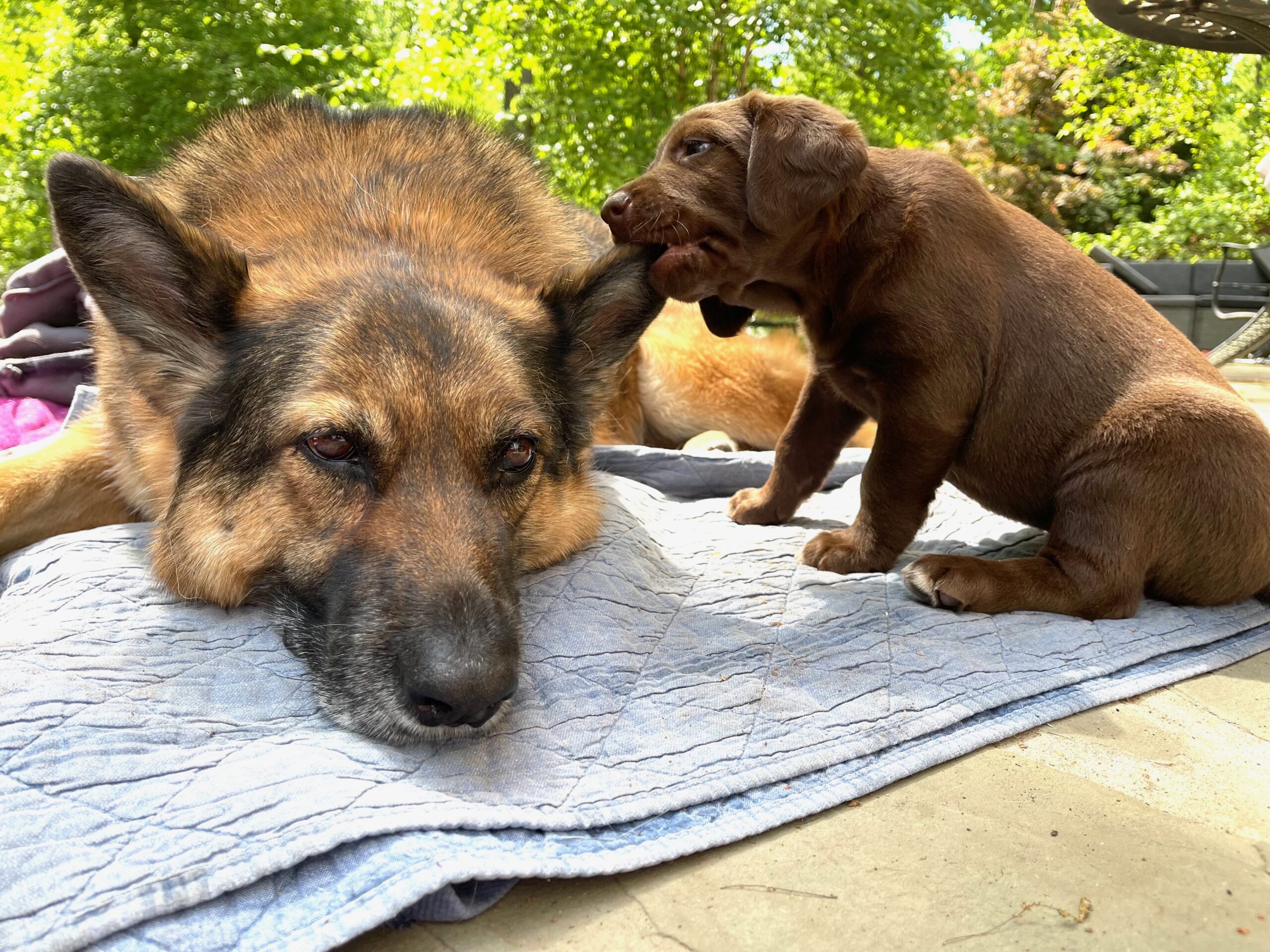 maple biting mojo ear Puppies explore their world by digging and biting. Under the right circumstances and with effective human intervention, older dogs can happily coexist with and even mentor puppies.