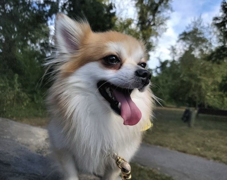 IMG 3304 Taco, Sept 18 2025 AWLA Pet of the Week