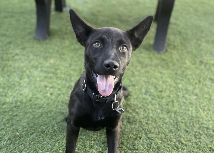 AWLA Pet of the Week Oct 30 2025 Lock Lock