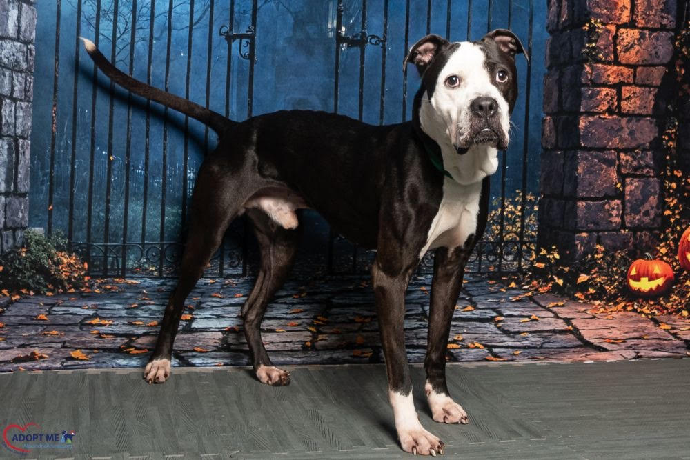 Biscoff photo AWLA Pet of the week Oct 24 2025 Biscoff