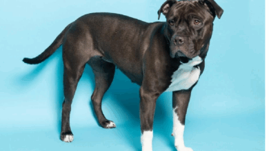 AWLA Pet of the Week Phoenix Nov 13 2025 FI