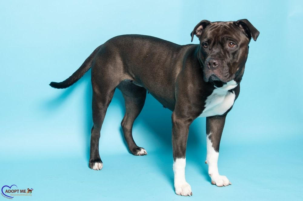 Phoenix AWLA Pet of the Week Phoenix Nov 13 2025