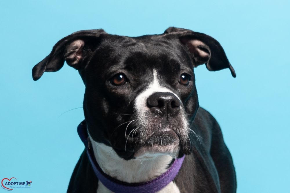 Skye, ALWA Pawfect match of the week Dec 12 2025. Black with white Skye