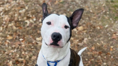 ALWA Pet of the week Devo FI Jan 15 2026