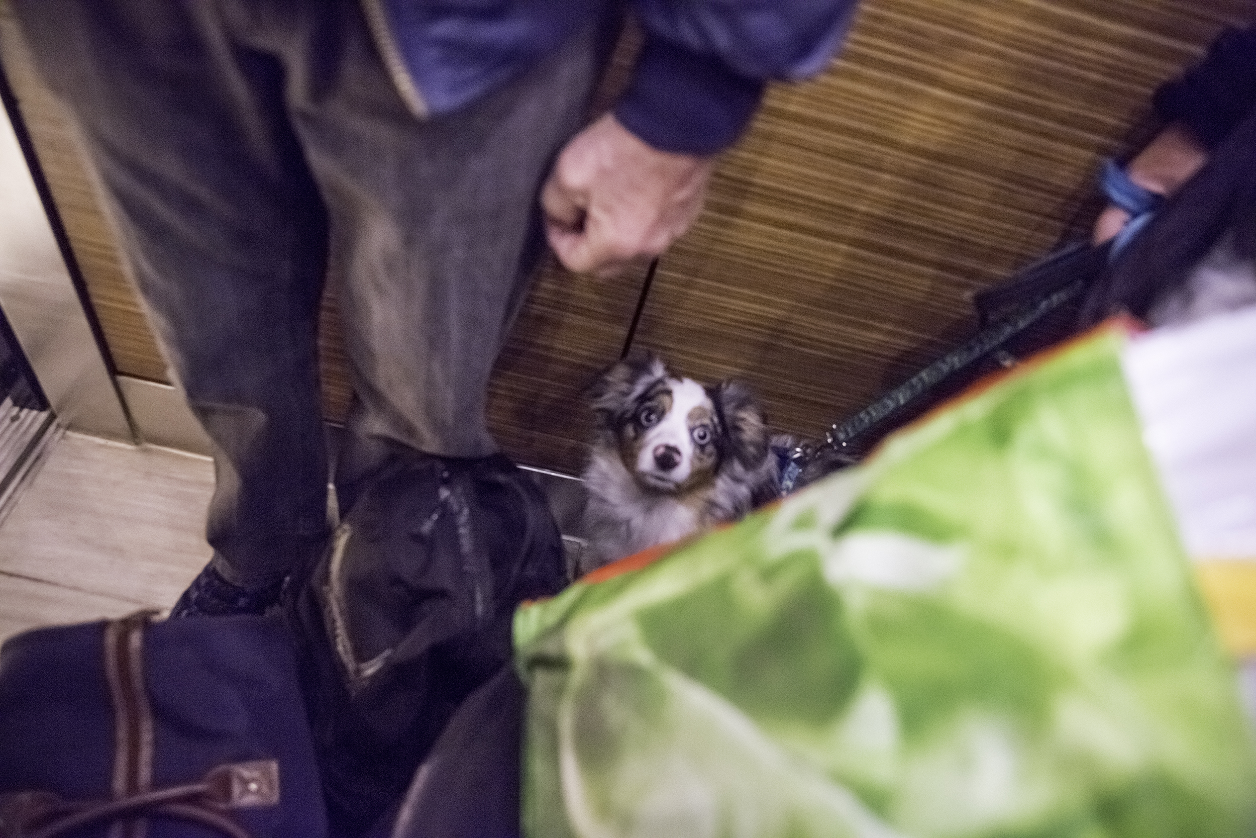 Mini Aussie in Elevator