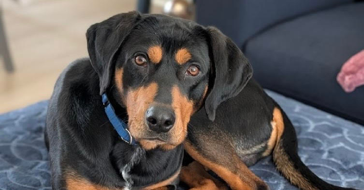 AWLA Pet of the Week Feb 26 2026 Drako FI