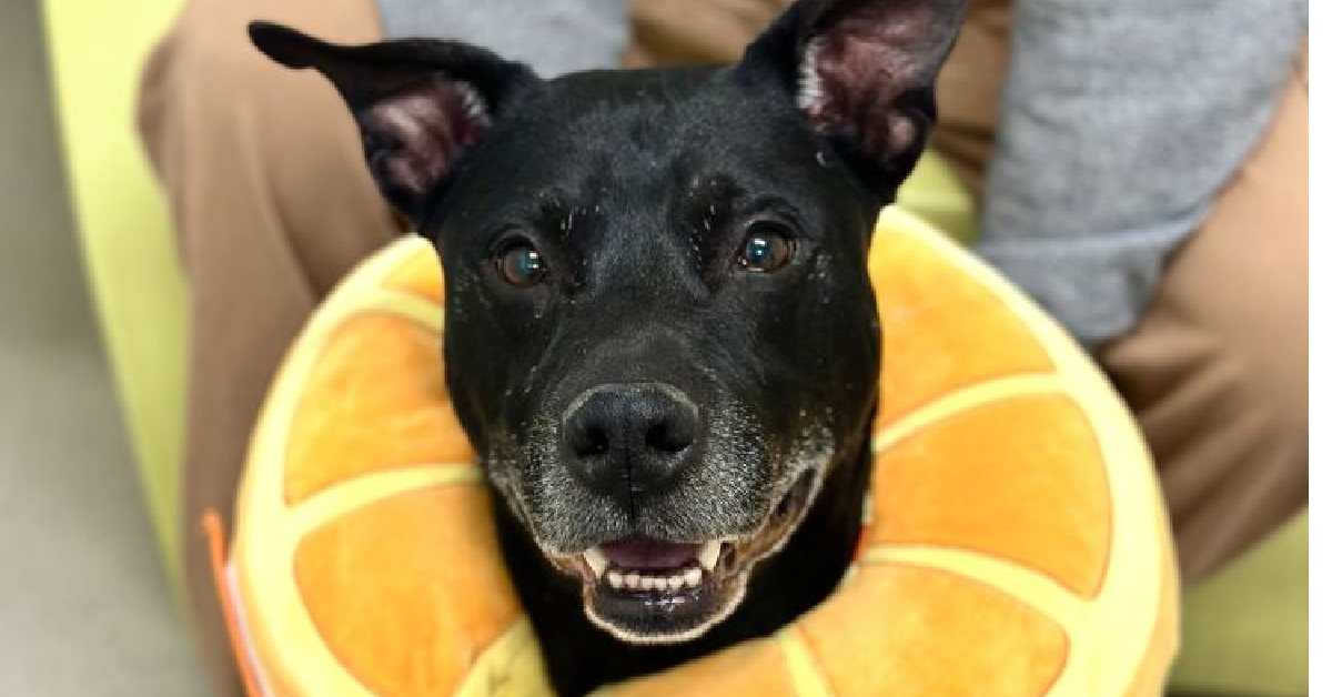 AWLA pet of the week Neo Feb 12 2026