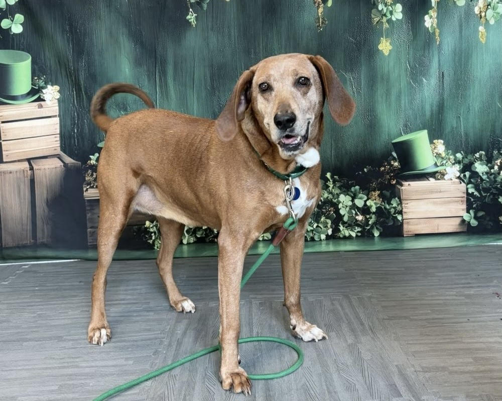 Greta AWLA Pet of the Week Greta March 5 2026