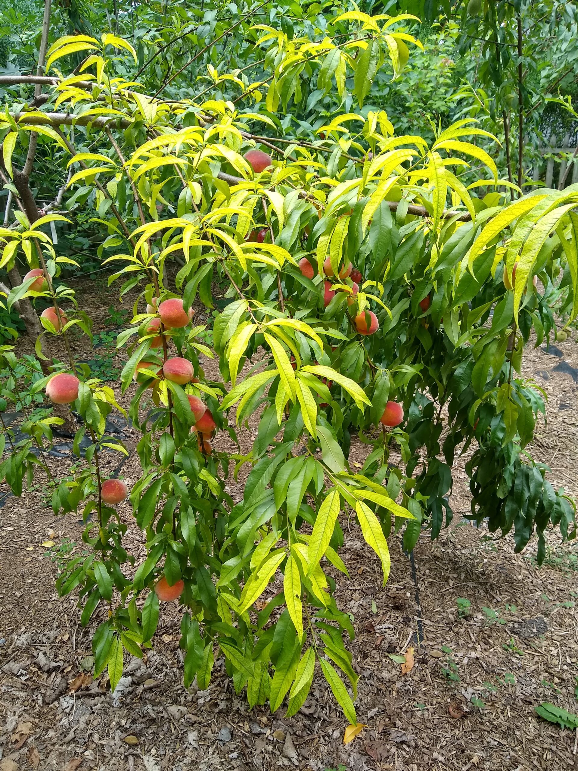 Peach Tree 1
