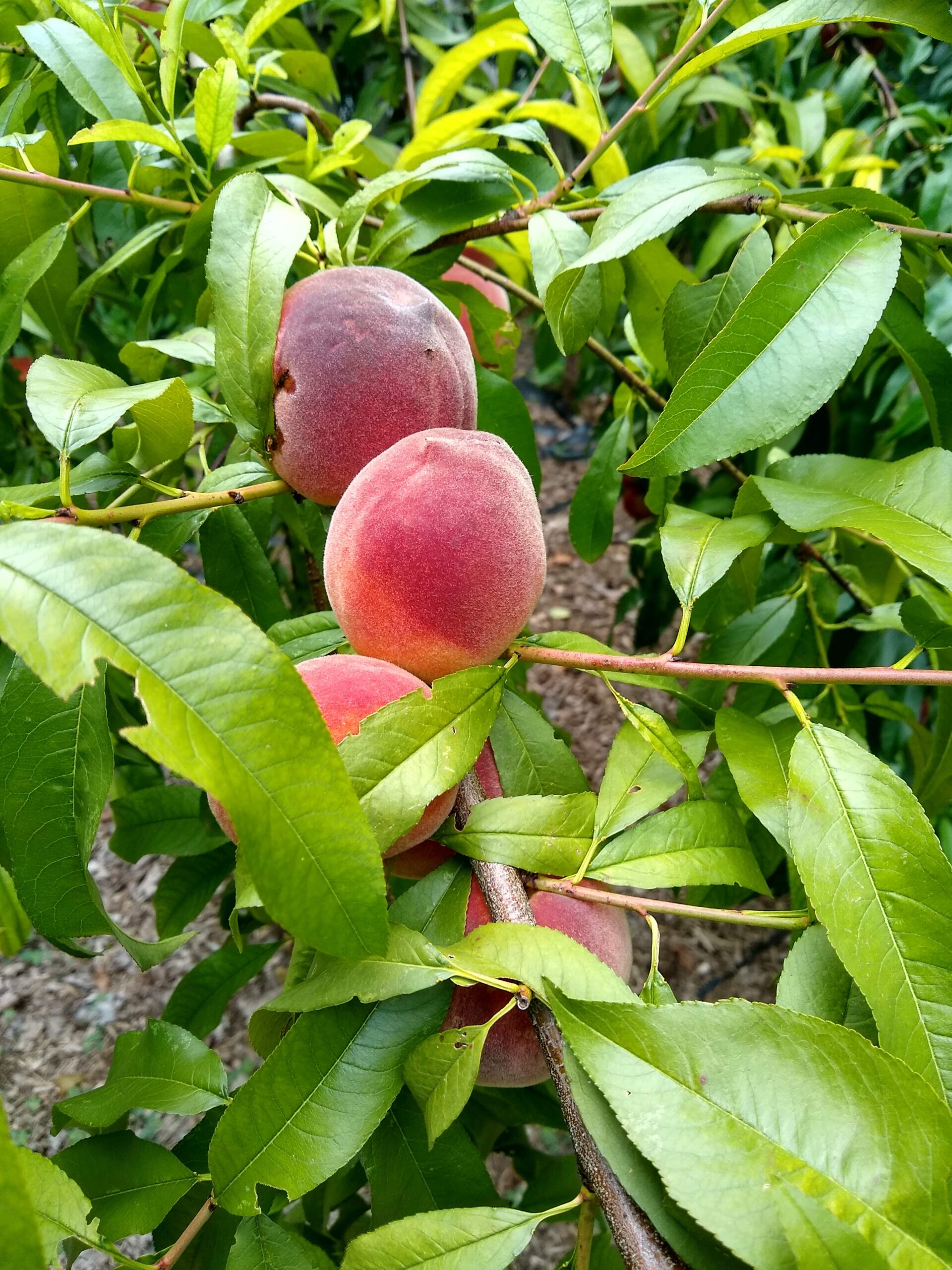 Peach Tree 2