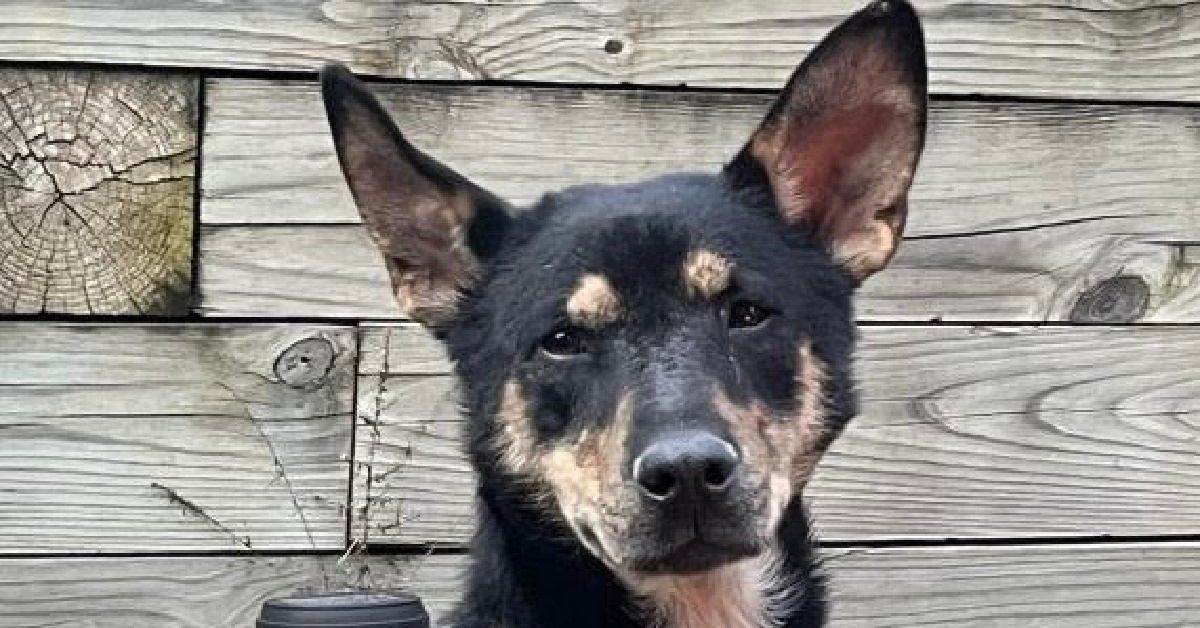 AWLA Pet of the Week Mario March 18 2026 Luigi FI