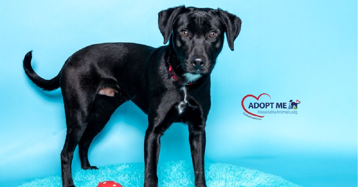 AWLA Pet of the Week March 27 2026 Rip FI