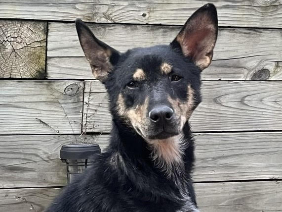 Mario AWLA Pet of the Week Mario March 18 2026