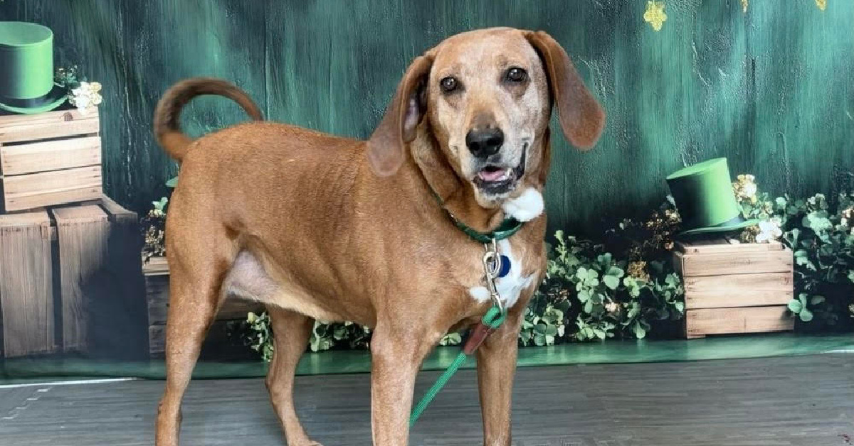 AWLA Pet of the Week Greta March 5 2026 FI