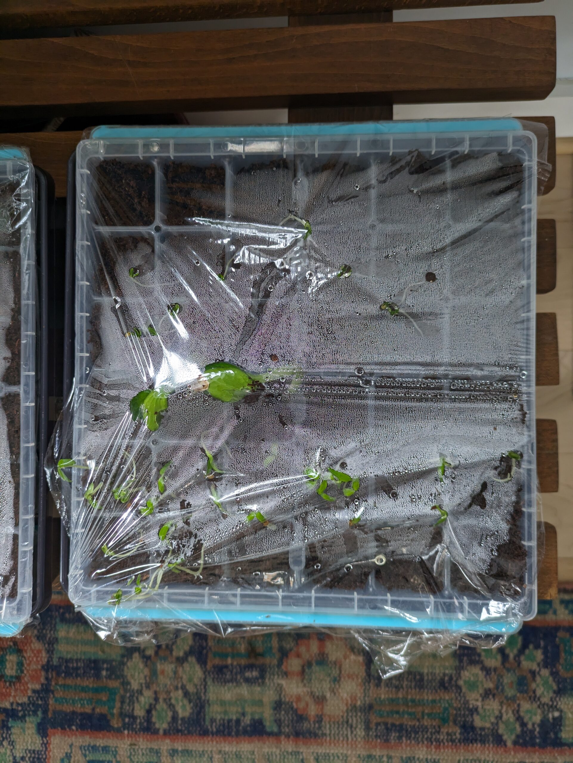 Seedlings