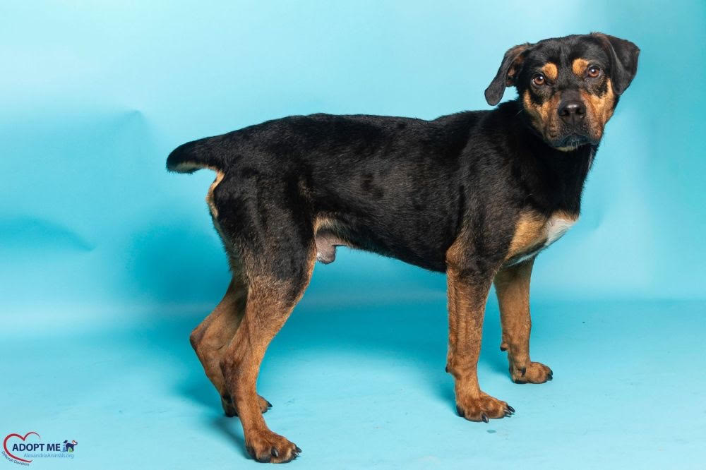 Colt AWLA Pet of the week Colt April 23, 2026