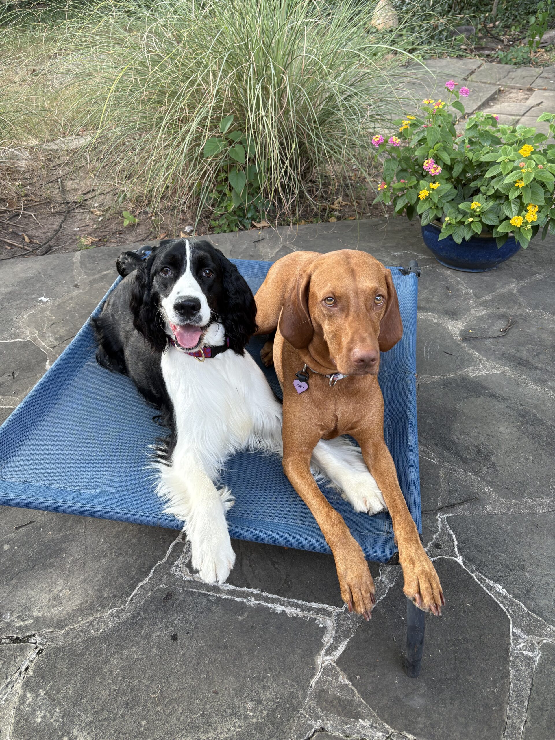 IMG 4410 Sometimes dogs and their friends can peacefully share the magic mat, as Oliver and Joey are doing here.