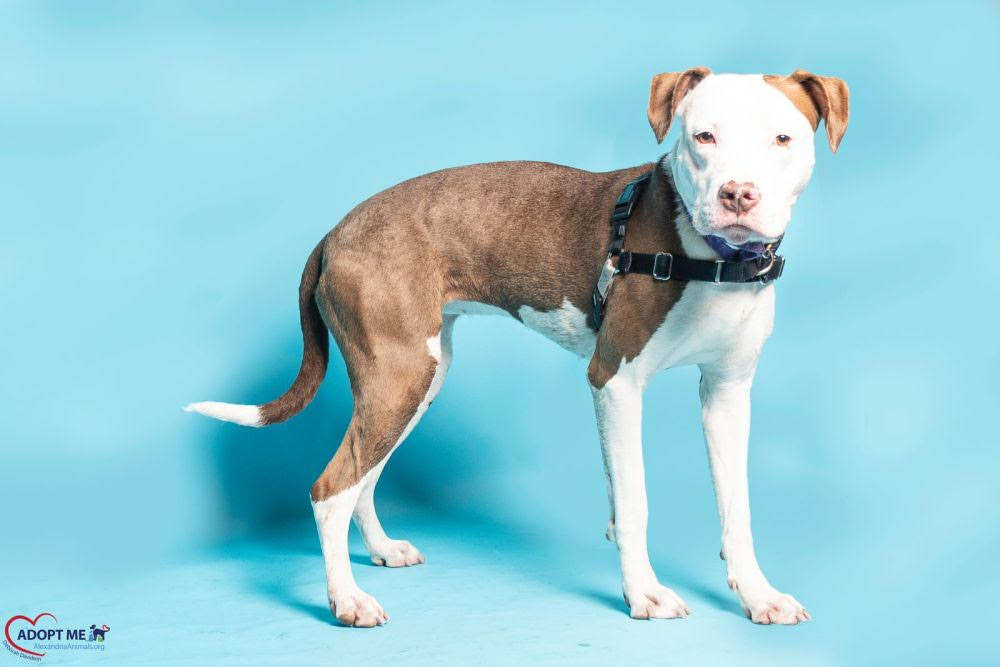 Amma AWLA Pet of the Week May 6 2026 Amma