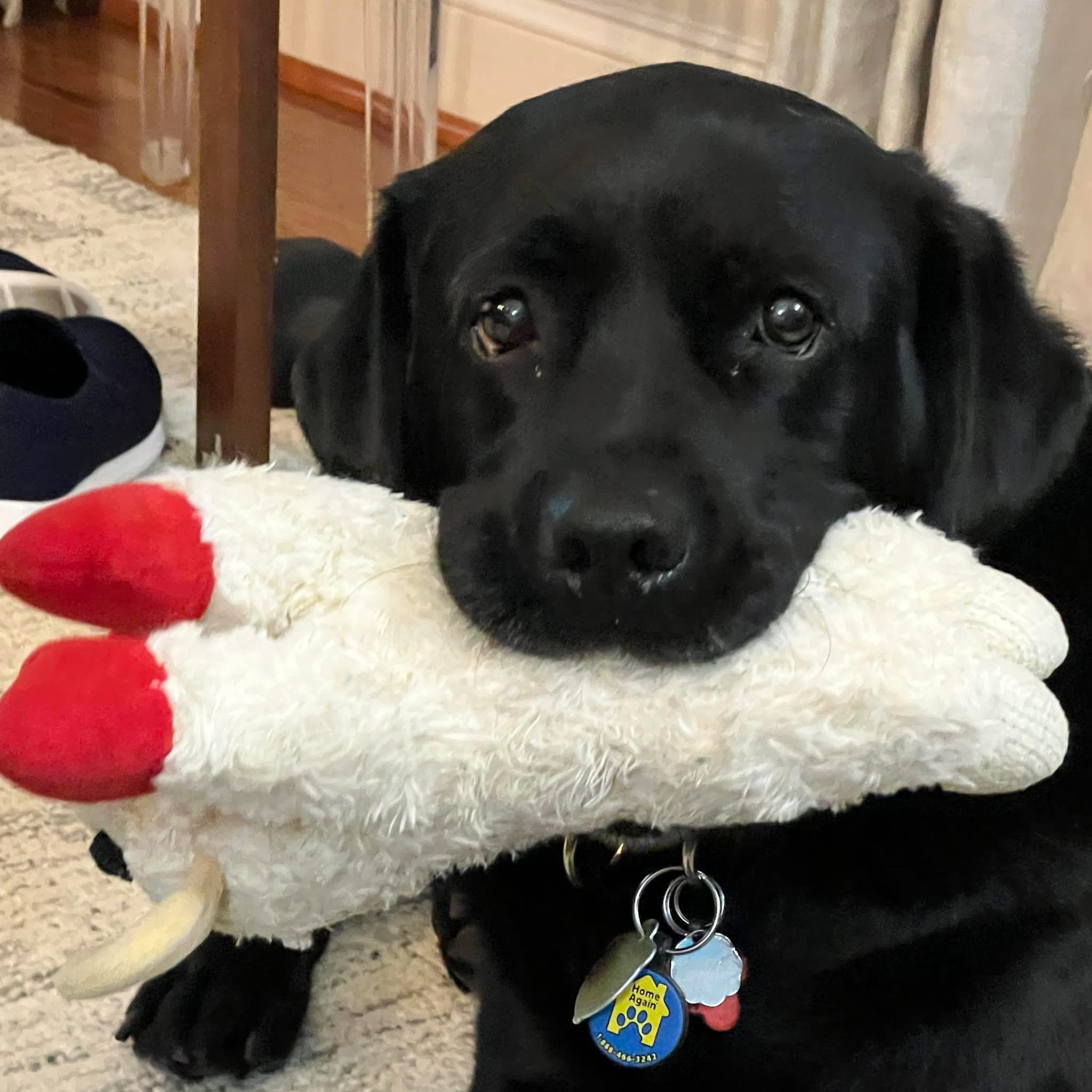A black Labrador retriever named Taylor rests on a carpet holding a plush toy in her mouth while looking gently toward the camera indoors. A black Labrador retriever named Taylor rests on a carpet holding a plush toy in her mouth while looking gently toward the camera indoors.
