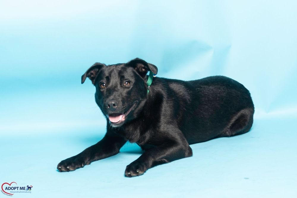 AWLA Pet of the Week May 7 2026 Brutus Brutus